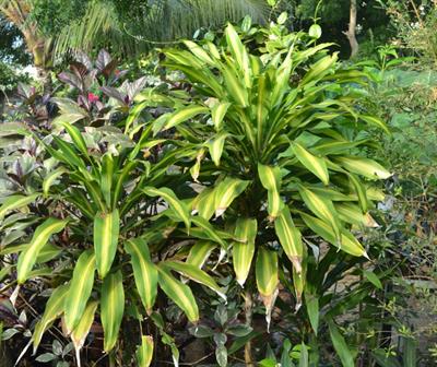 Dracaena fragrans